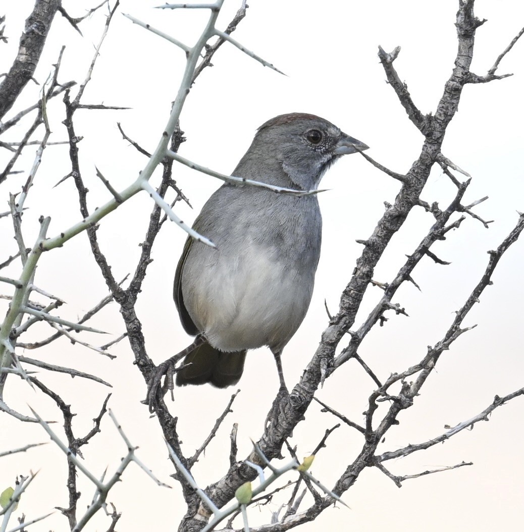 Green-tailed Towhee - ML645574544