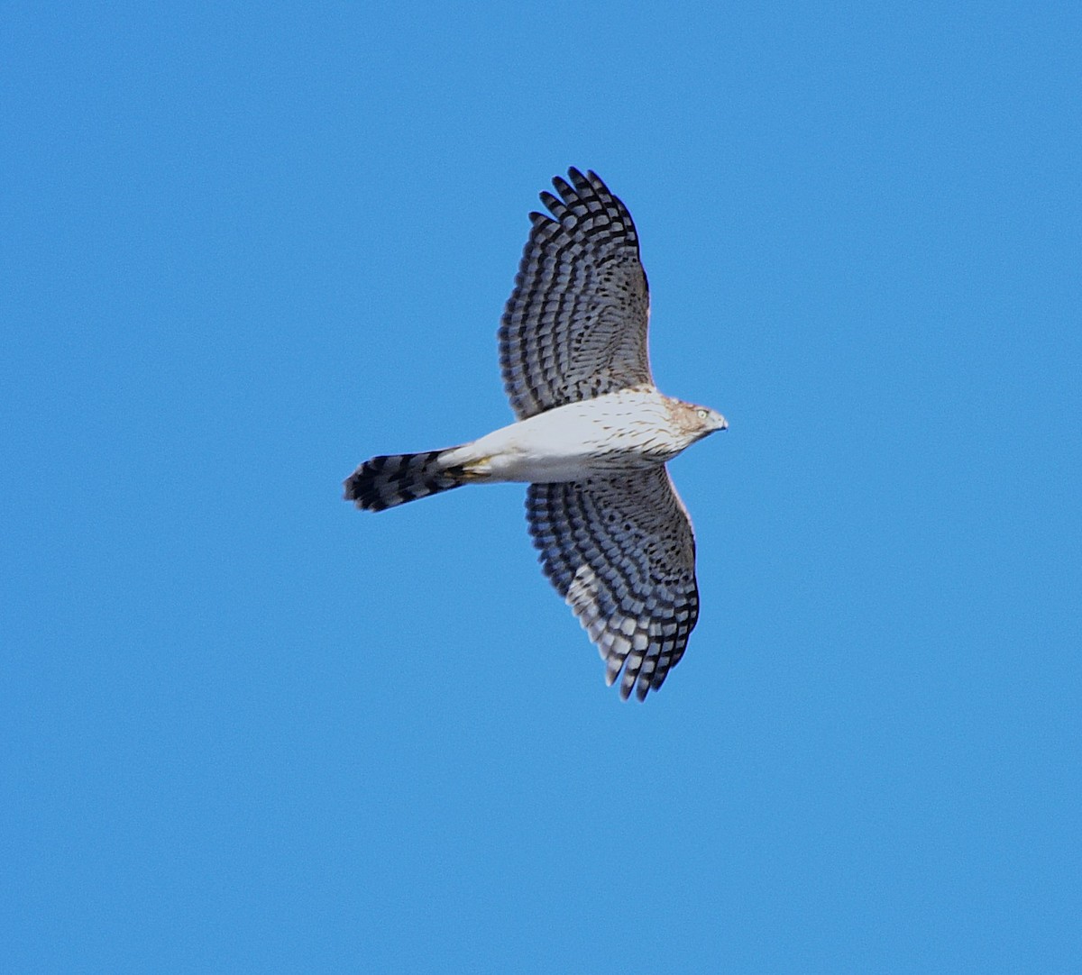 Cooper's Hawk - ML645574545