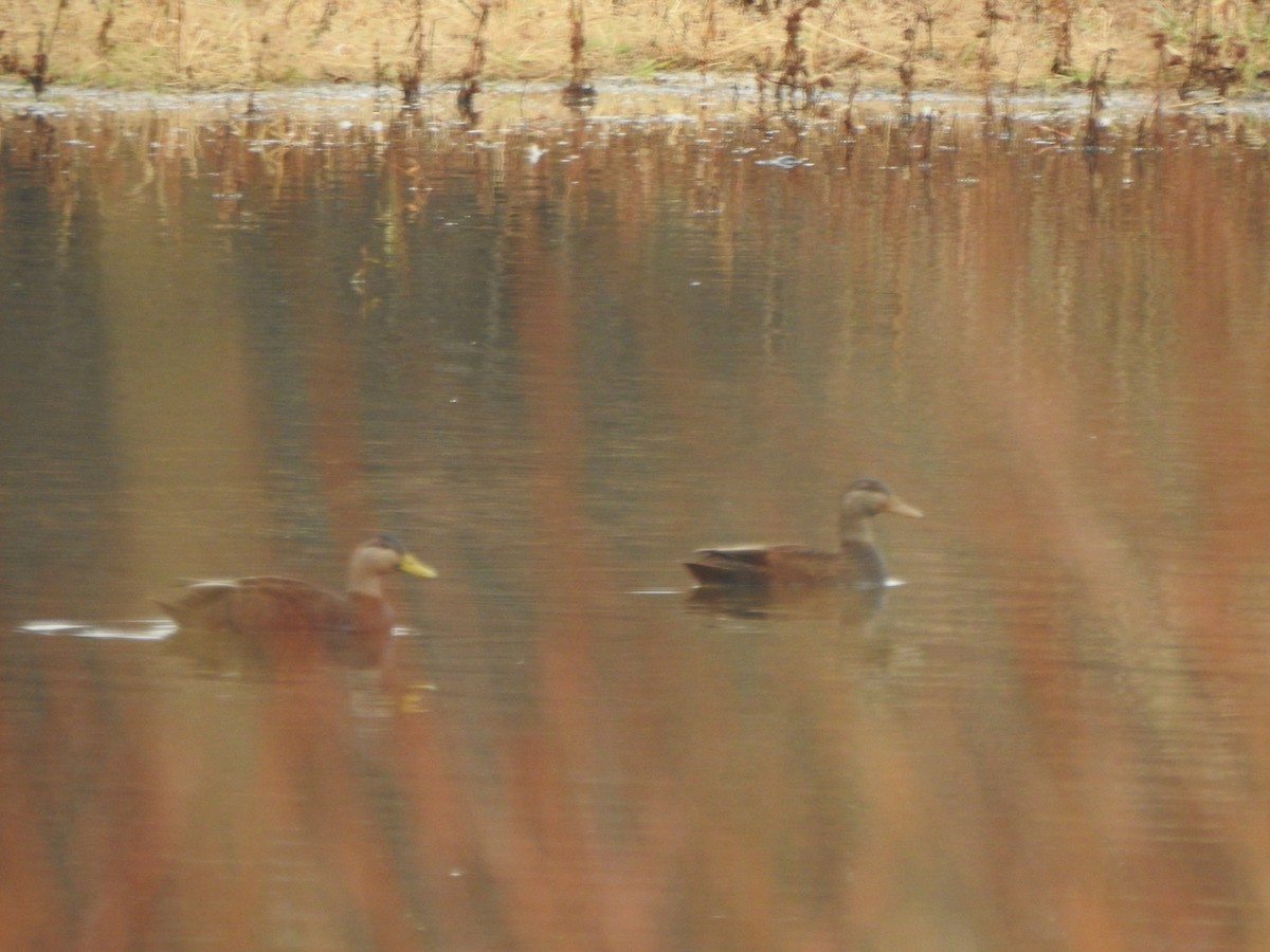 American Black Duck - ML645574546