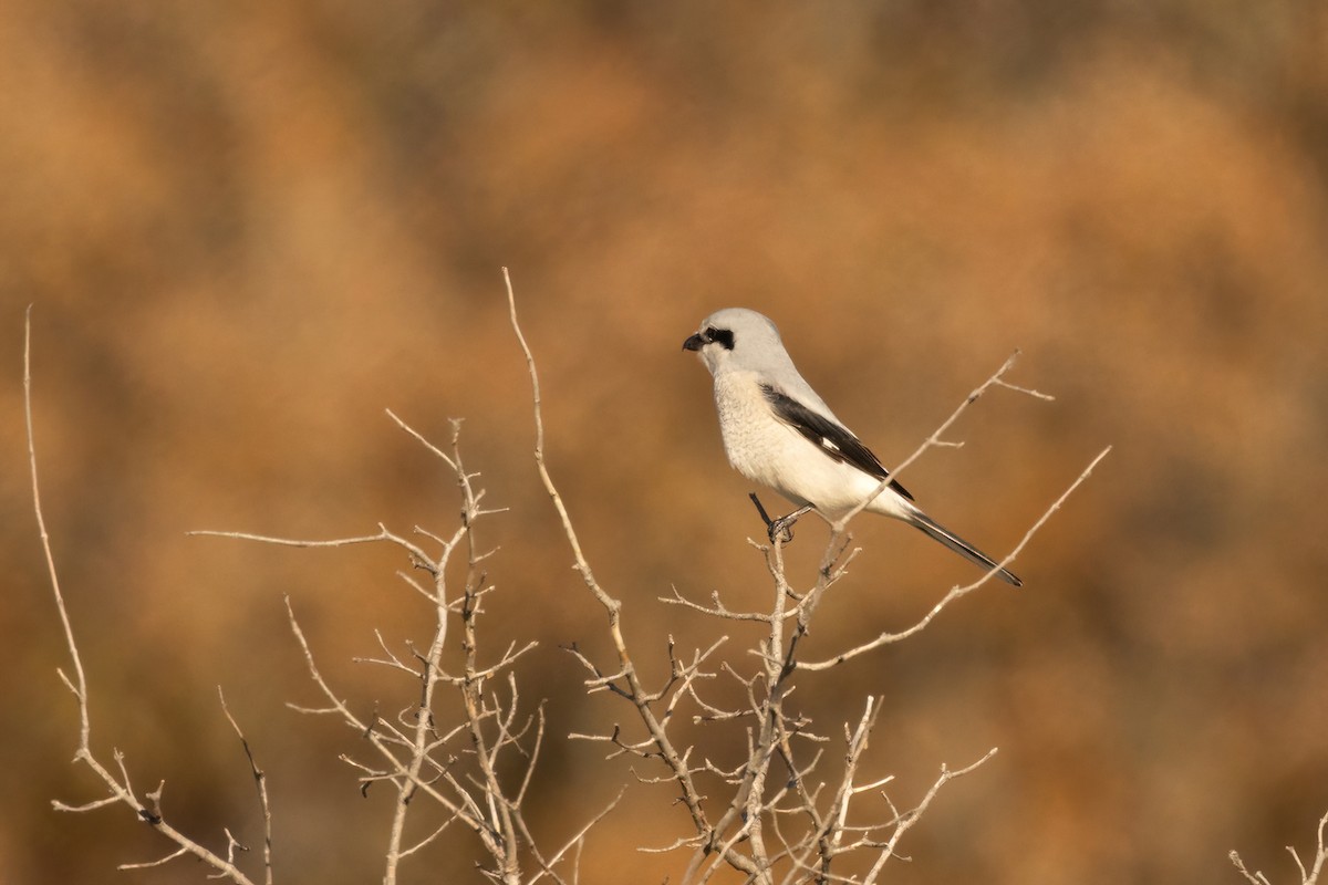 Northern Shrike - ML645574547