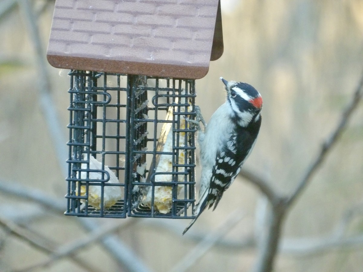Downy Woodpecker - ML645574549