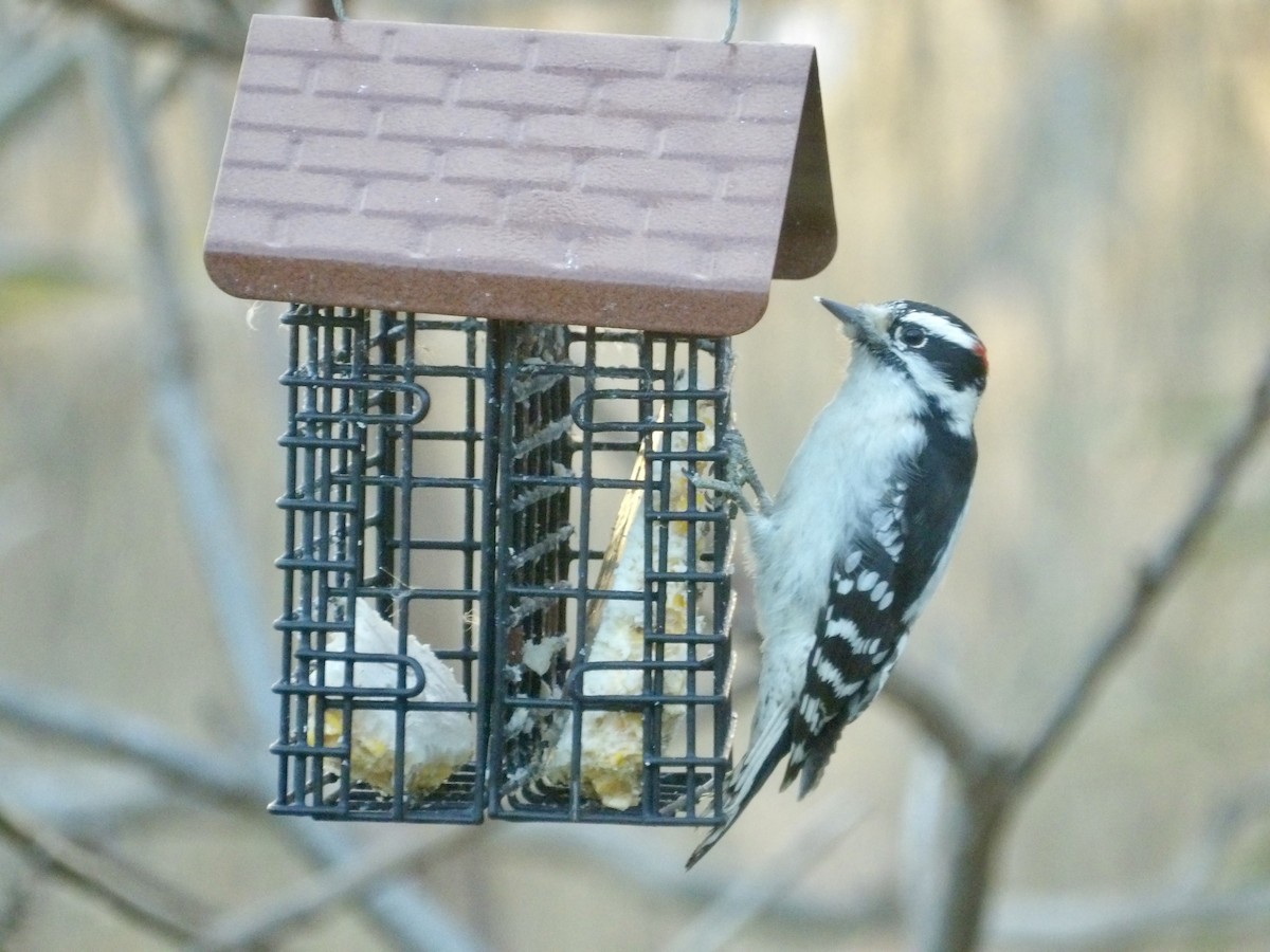 Downy Woodpecker - ML645574550