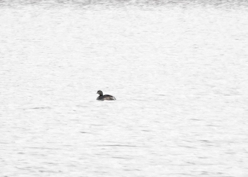 Pied-billed Grebe - ML645574551