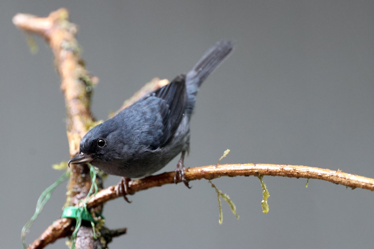 Slaty Flowerpiercer - ML645574552