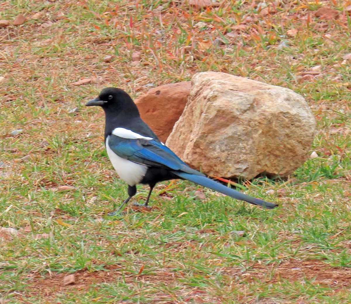 Black-billed Magpie - ML645574553