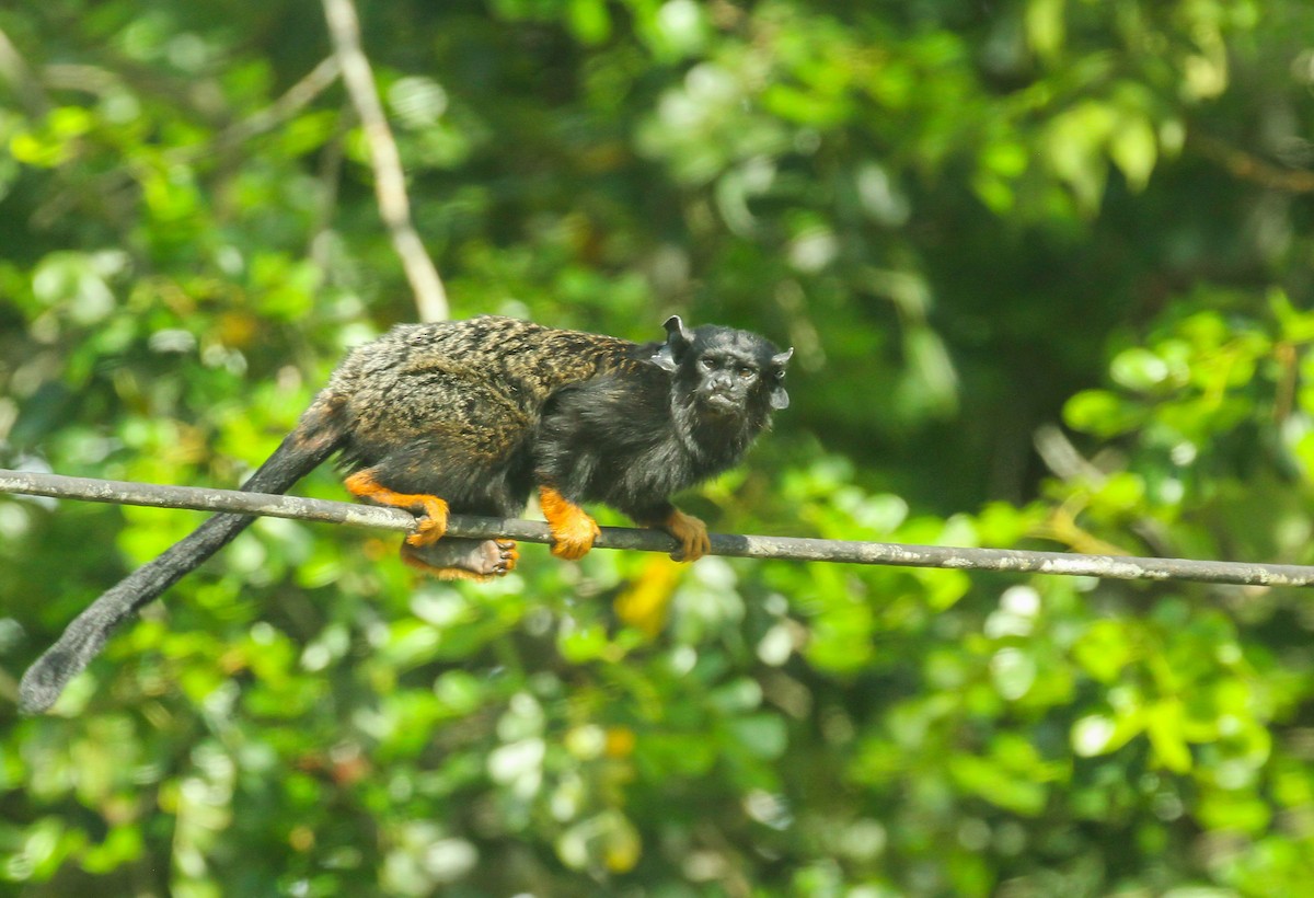 Golden-handed Tamarin - ML645574556