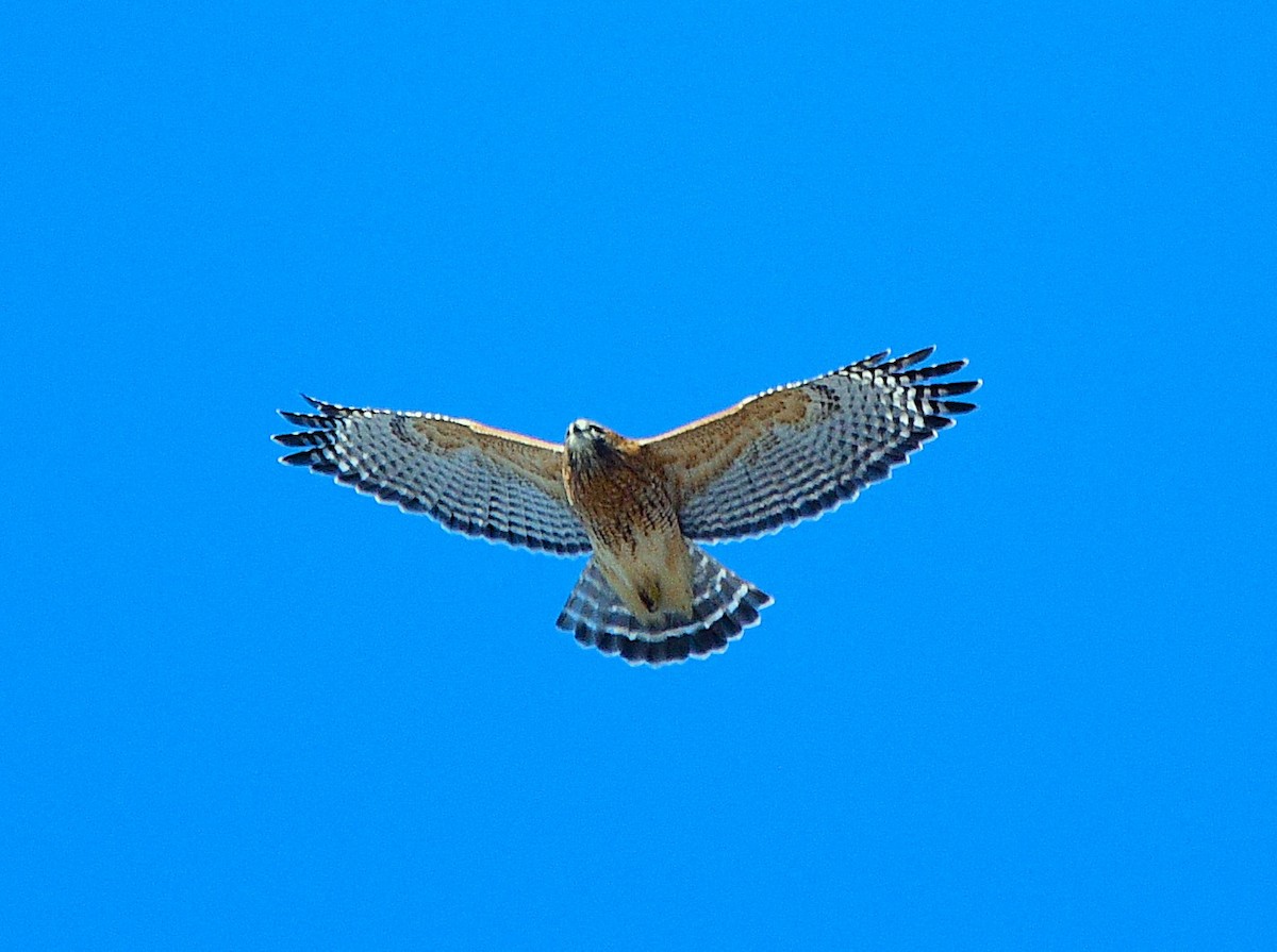 Red-shouldered Hawk - ML645574557