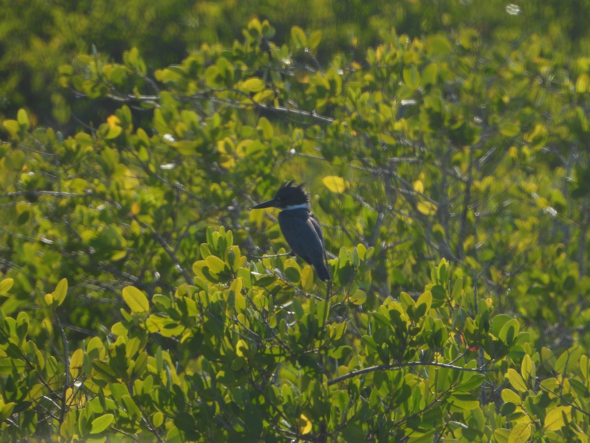 Belted Kingfisher - ML645574558