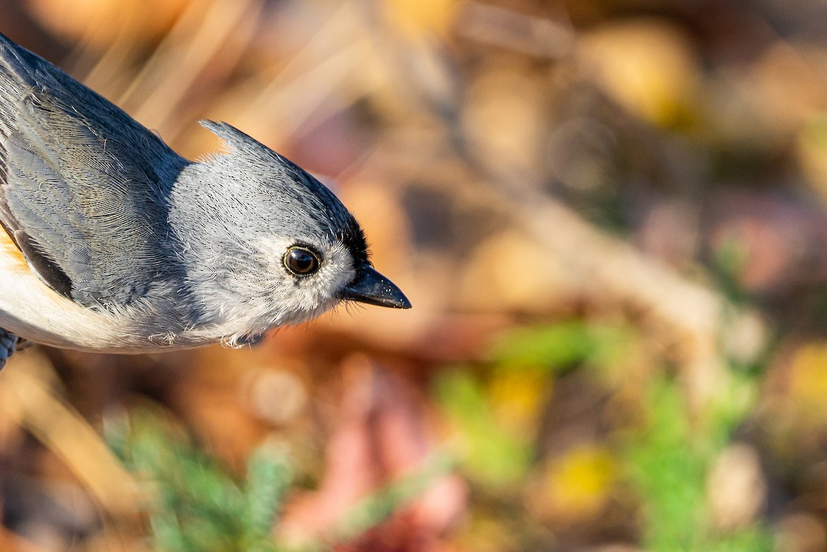 Tufted Titmouse - ML645574559