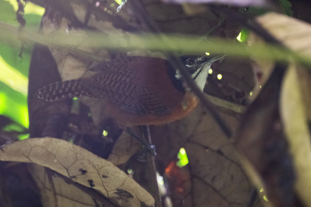 Bay Wren - ML645574560