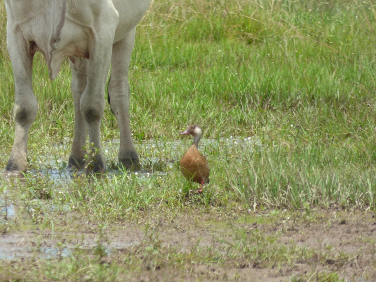 Brazilian Teal - ML645574563