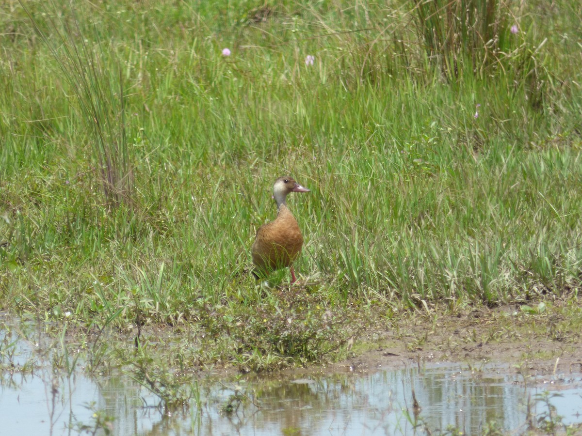 Brazilian Teal - ML645574564