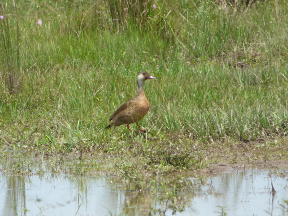 Brazilian Teal - ML645574565