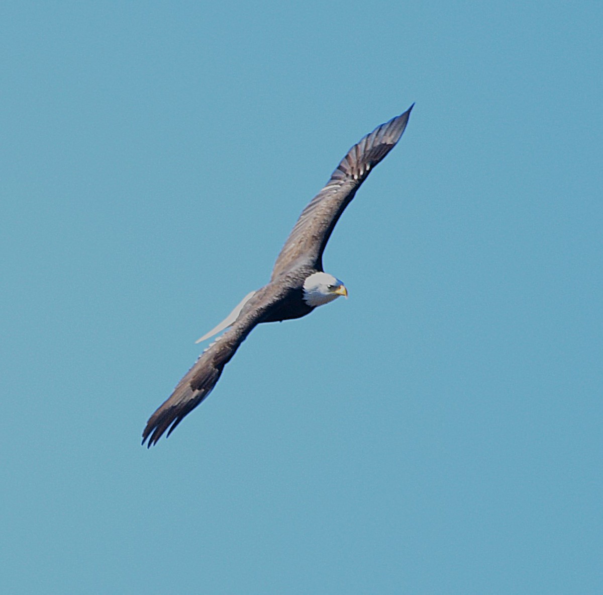 Pygargue à tête blanche - ML645574568