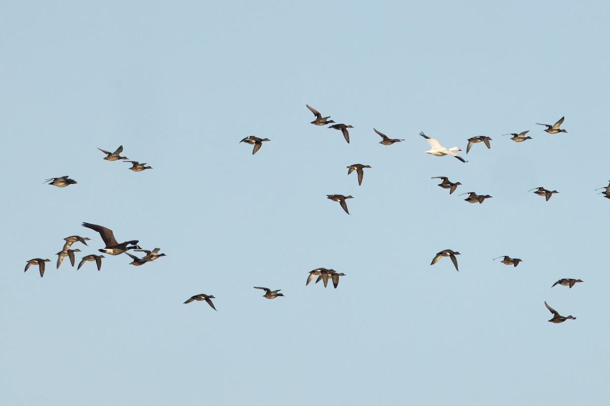 Snow Goose - ML645574572