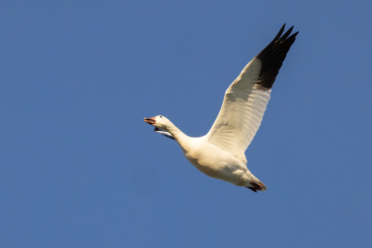 Snow Goose - ML645574574