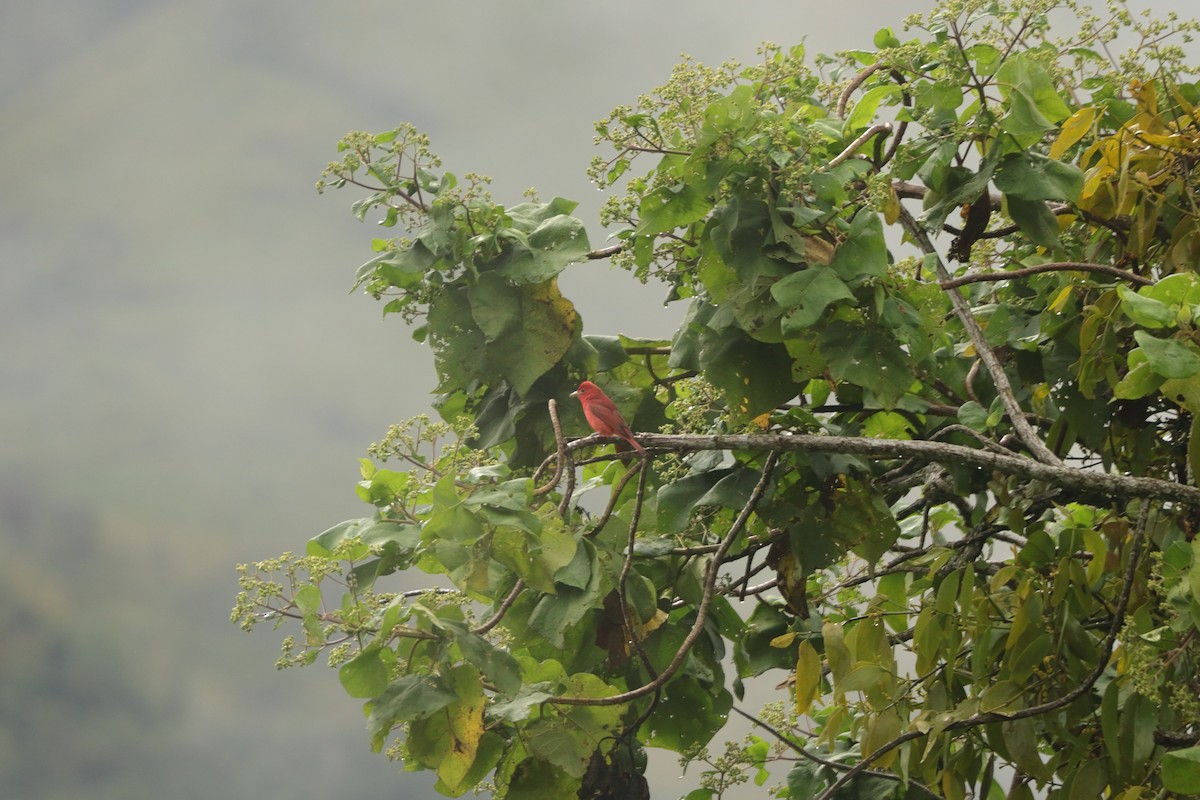 piranga ohnivá - ML645574594