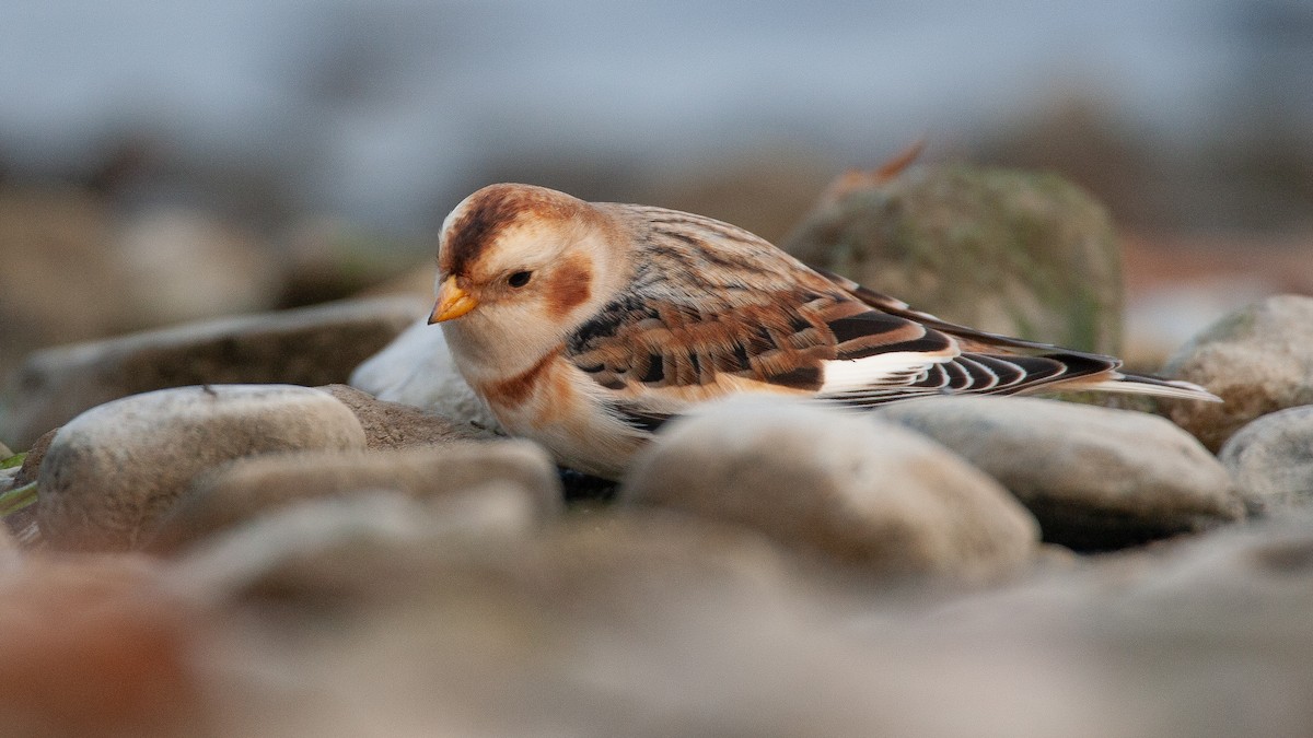 Snow Bunting - ML645574611