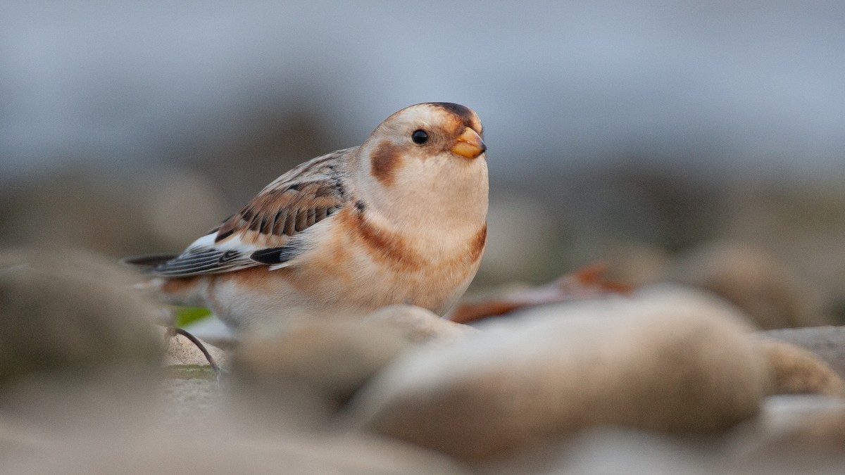 Snow Bunting - ML645574612