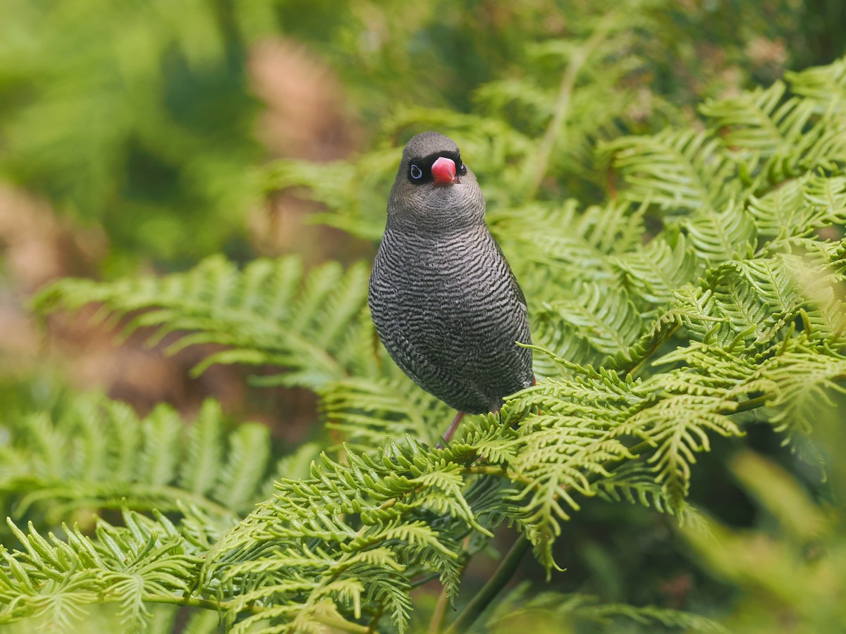 Beautiful Firetail - ML645574620
