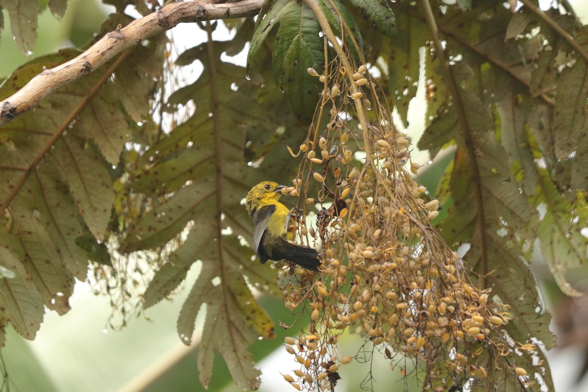 Yellow-headed Brushfinch - ML645574622