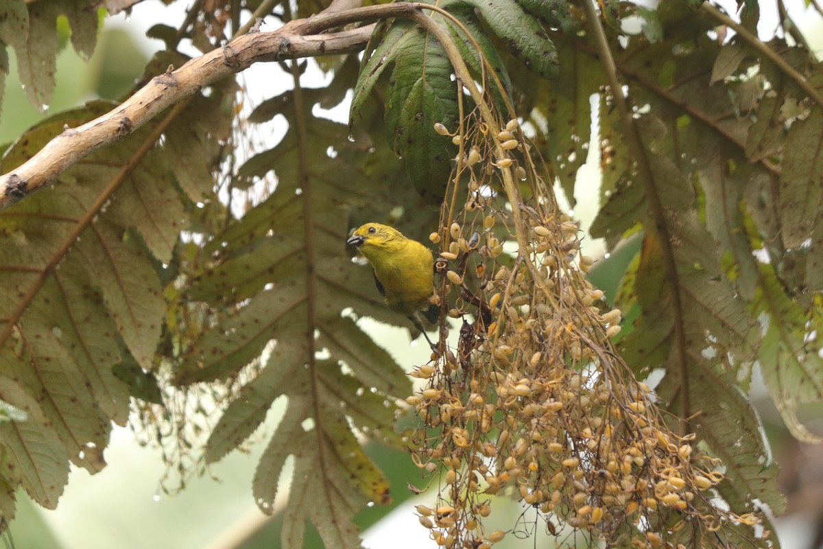 Yellow-headed Brushfinch - ML645574623