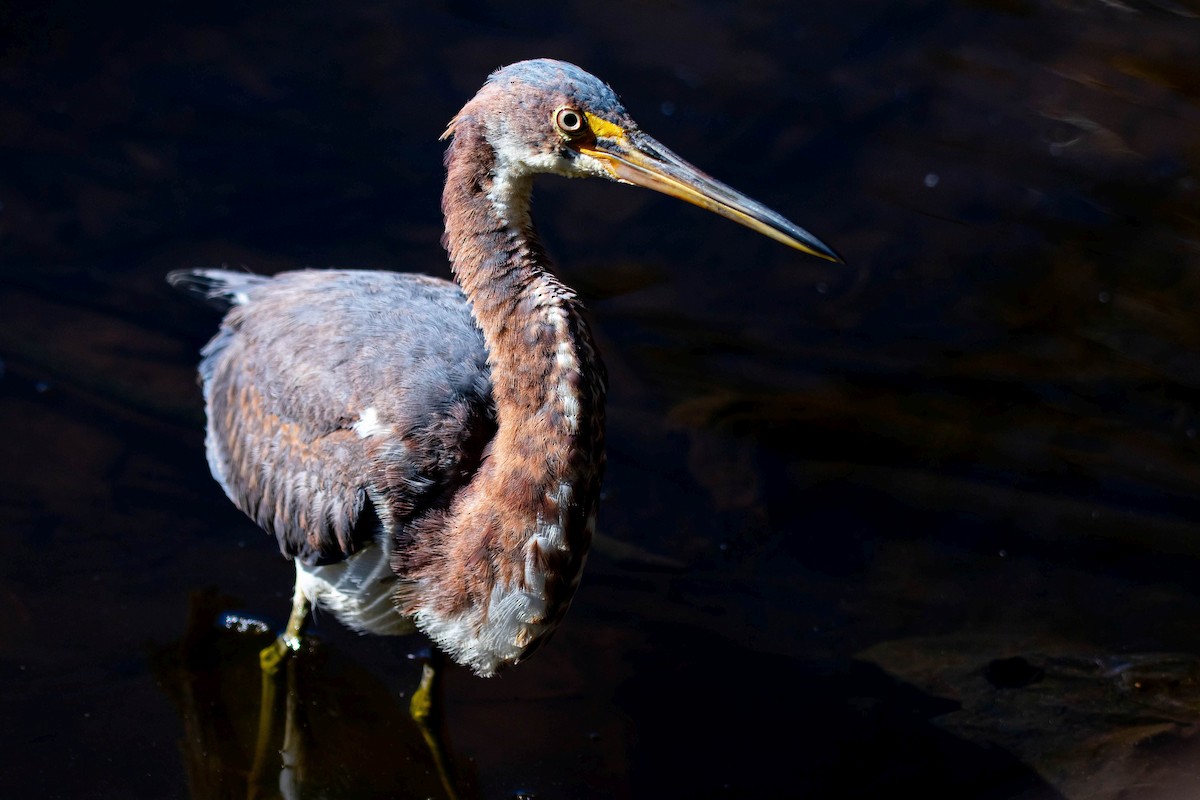 prakthegre - ML645574632