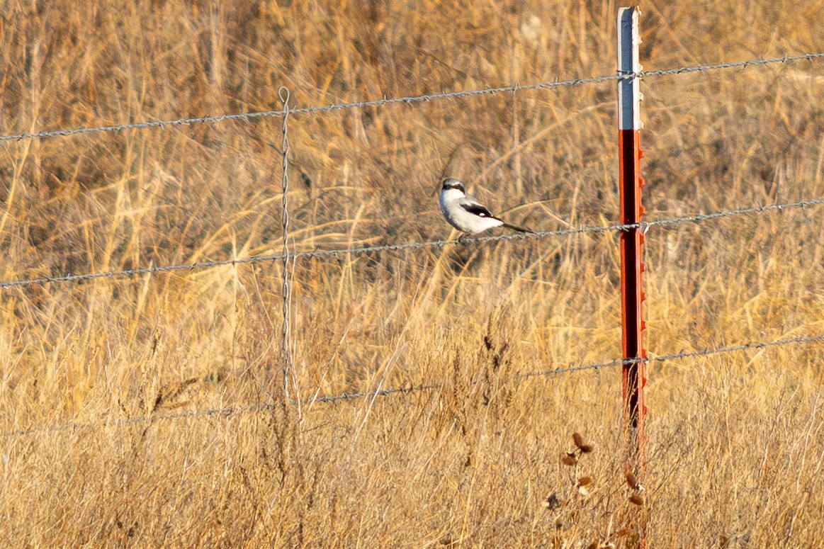 Loggerhead Shrike - ML645574669