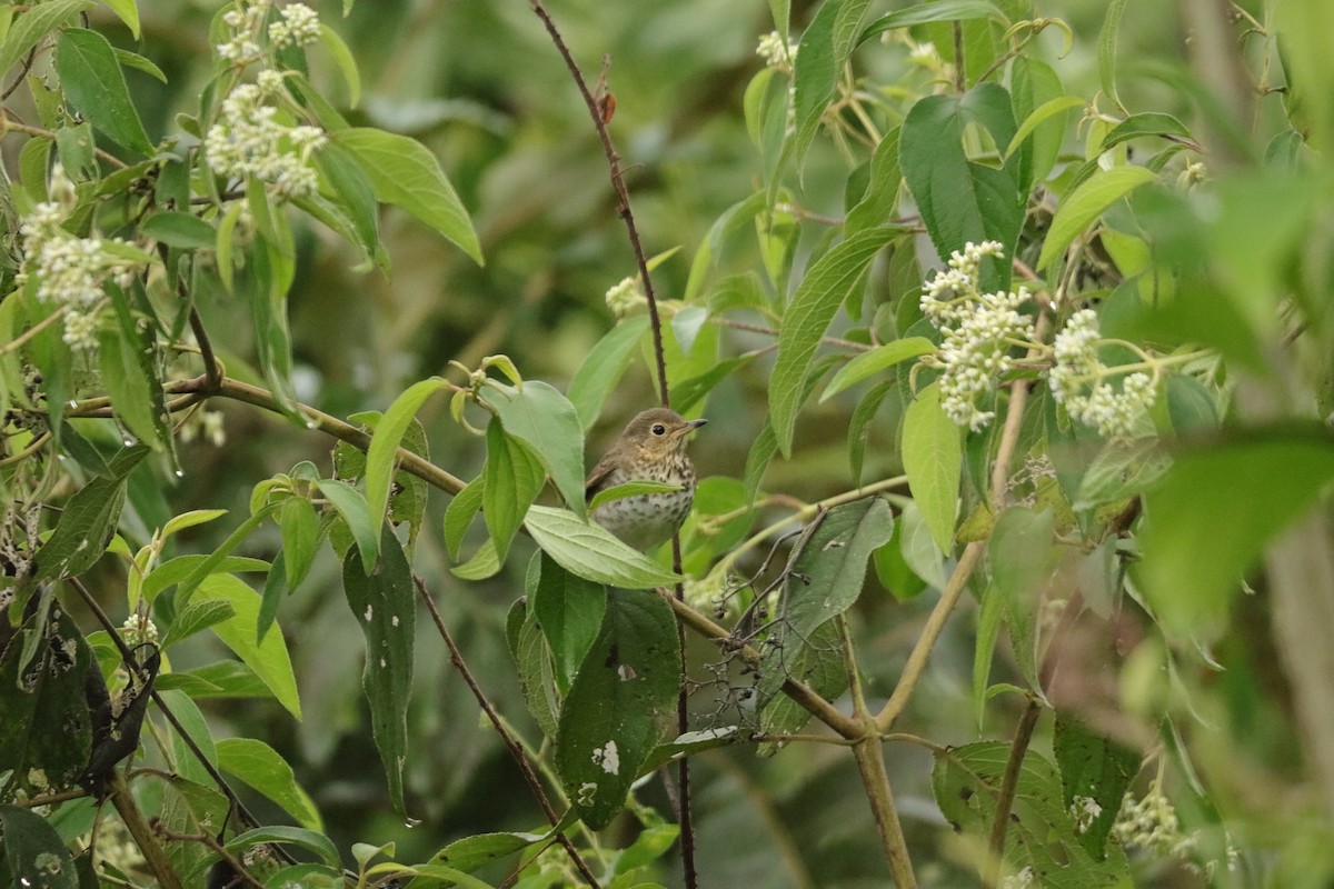 drozd západní - ML645574678