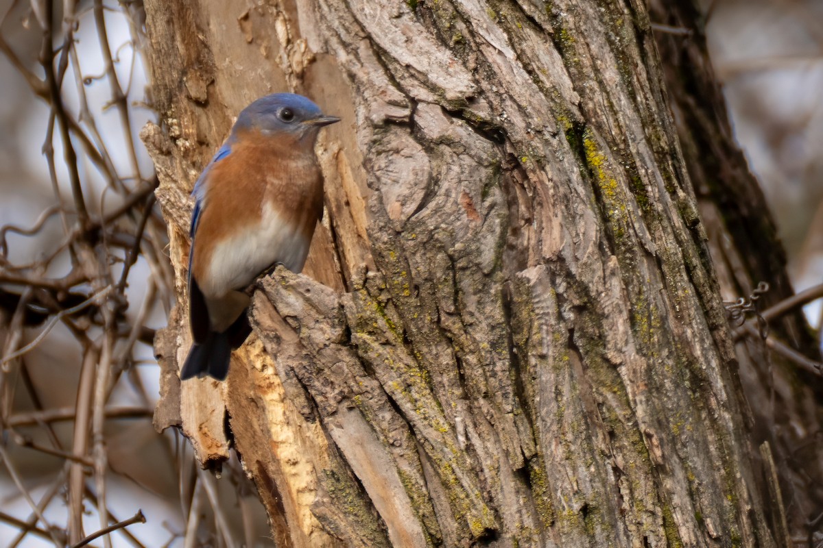 Eastern Bluebird - ML645574679