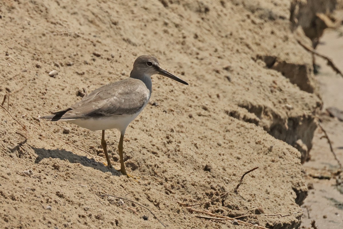 Gri Sırtlı Düdükçün - ML645574681