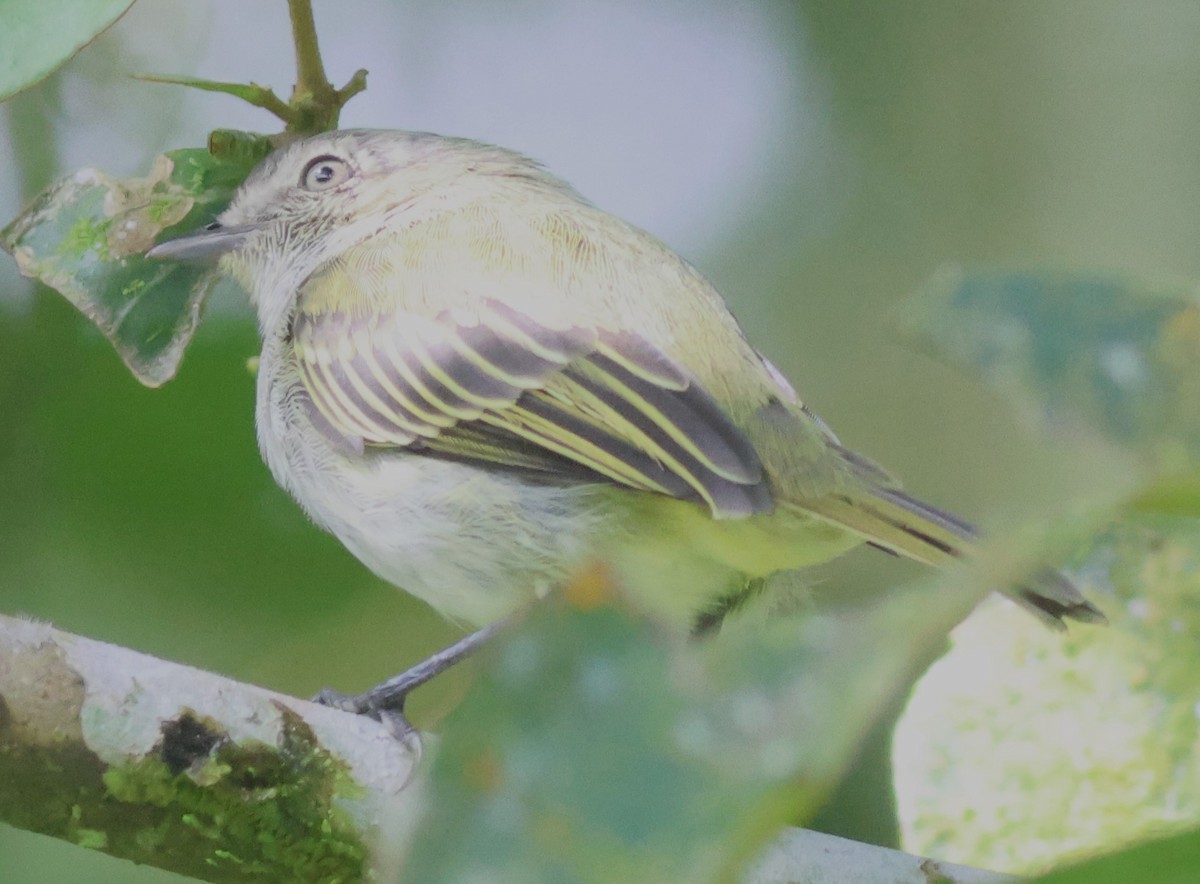 Mistletoe Tyrannulet - ML645574688