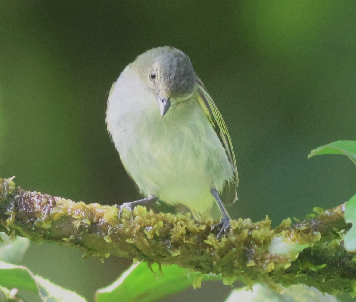 Mistletoe Tyrannulet - ML645574689