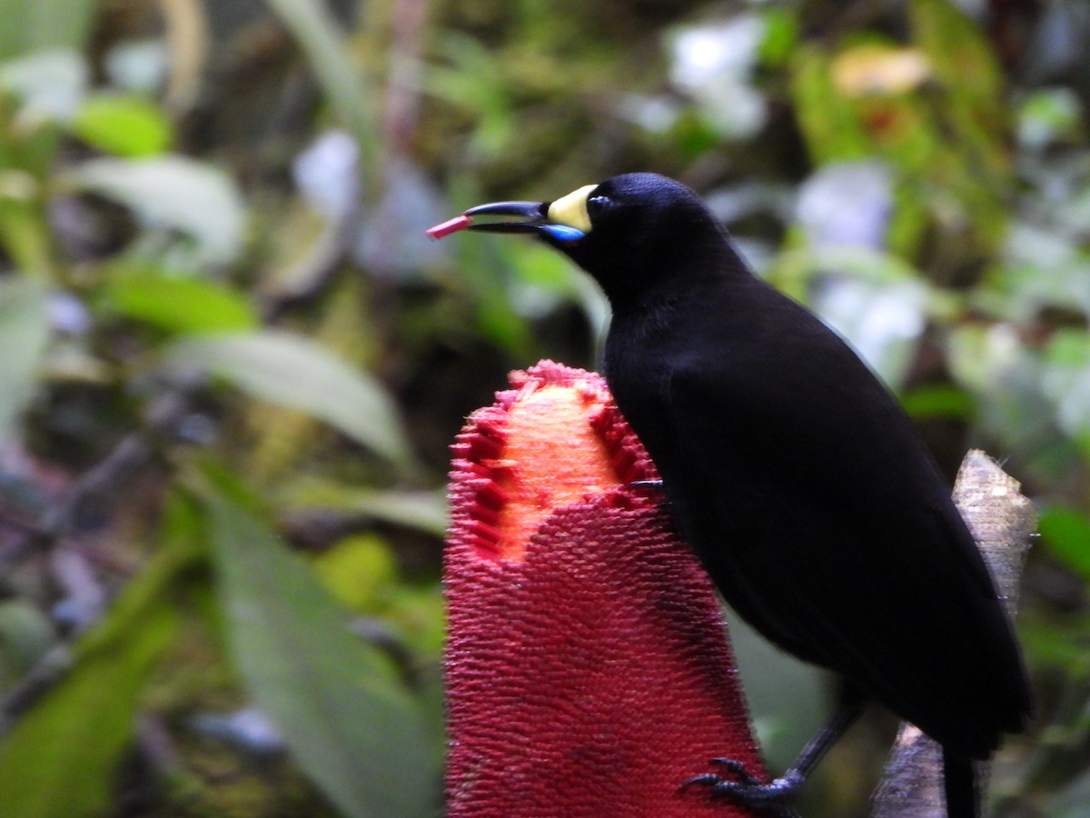 Long-tailed Paradigalla - ML645574692