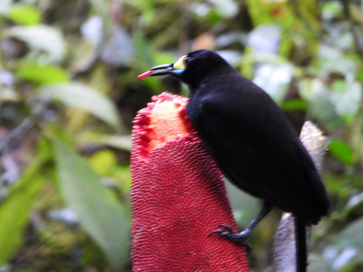 Long-tailed Paradigalla - ML645574693