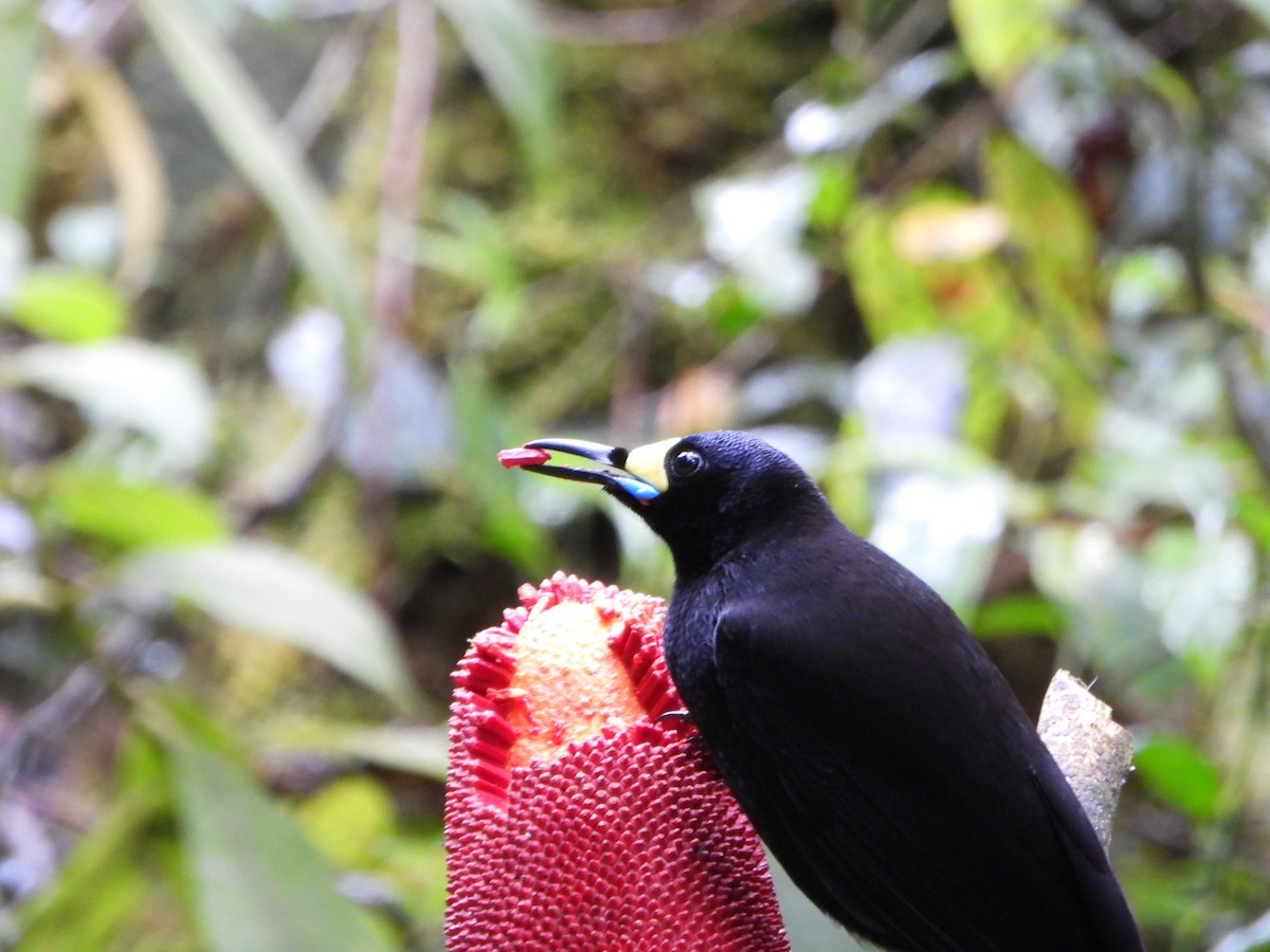 Long-tailed Paradigalla - ML645574694