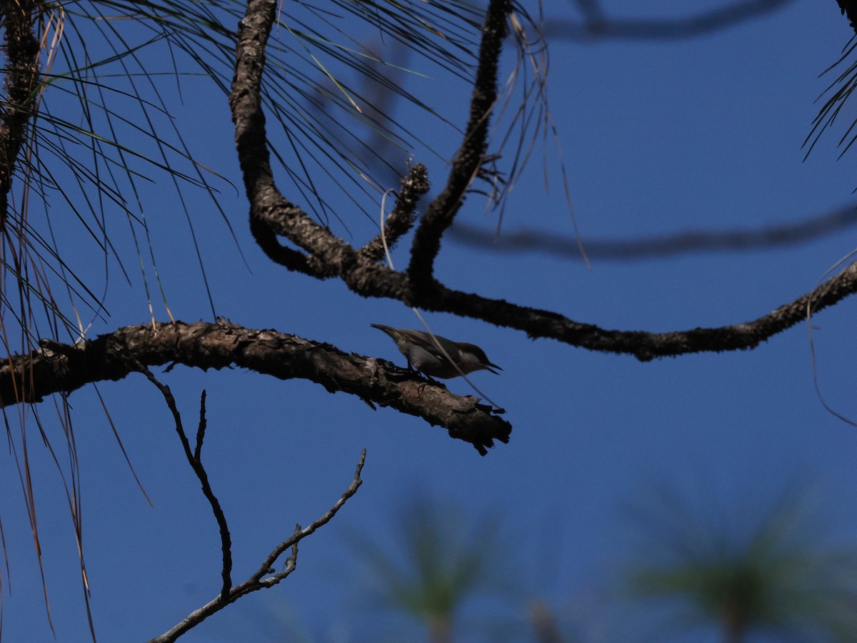 Brown-headed Nuthatch - ML645574697