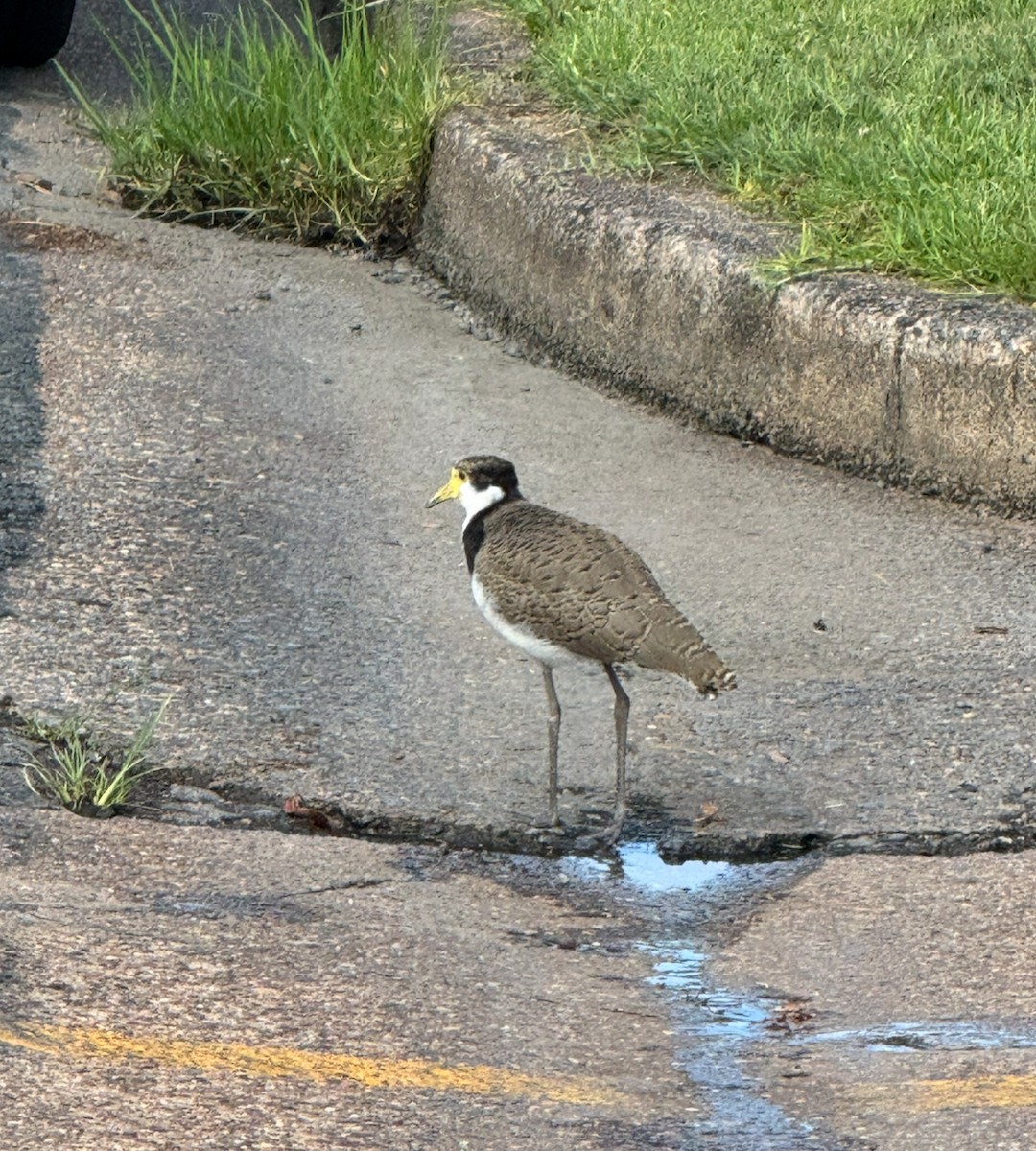 Masked Lapwing - ML645574698