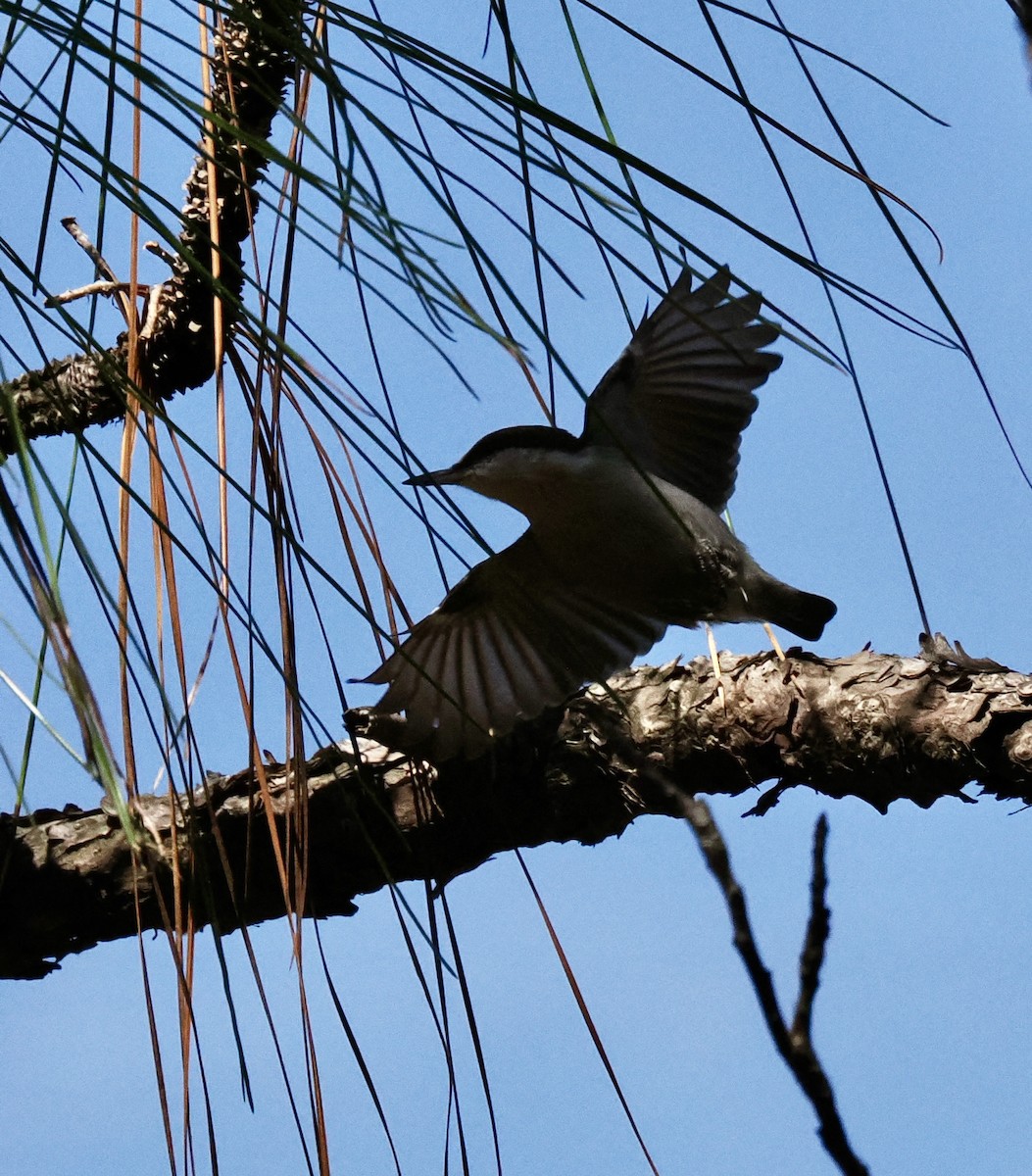 Sittelle à tête brune - ML645574700