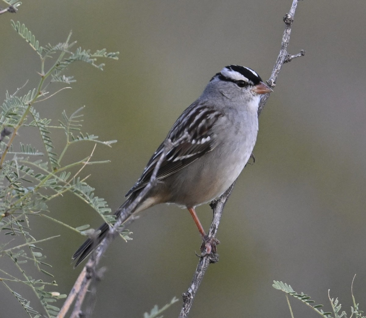 White-crowned Sparrow - ML645574701