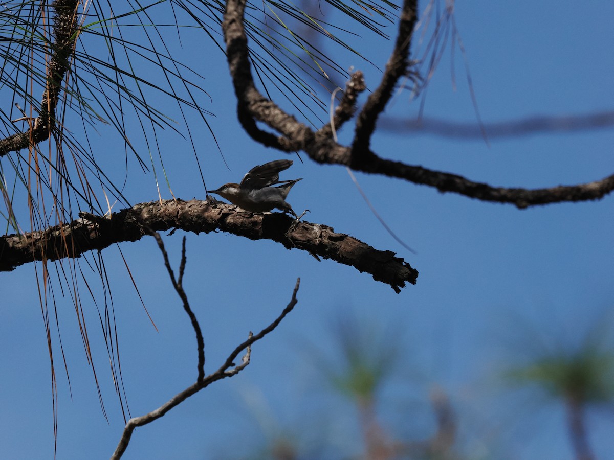 Brown-headed Nuthatch - ML645574702