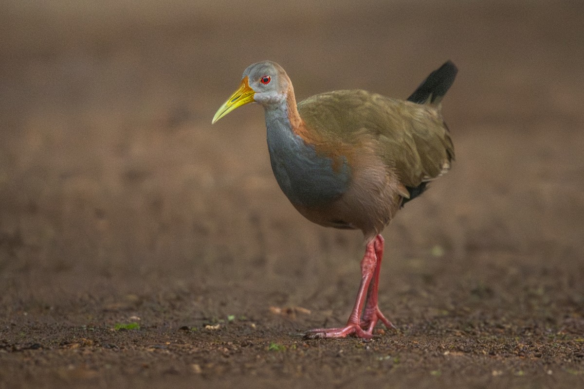 Giant Wood-Rail - ML645574703