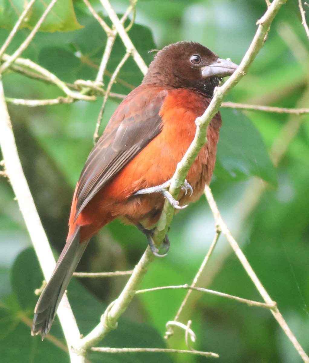 Crimson-backed Tanager - ML645574706