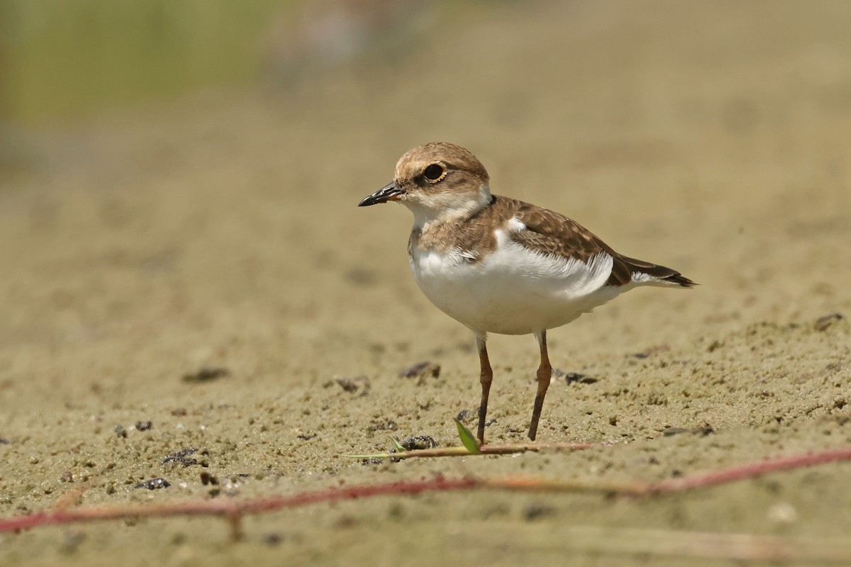 Little Ringed Plover - ML645574709