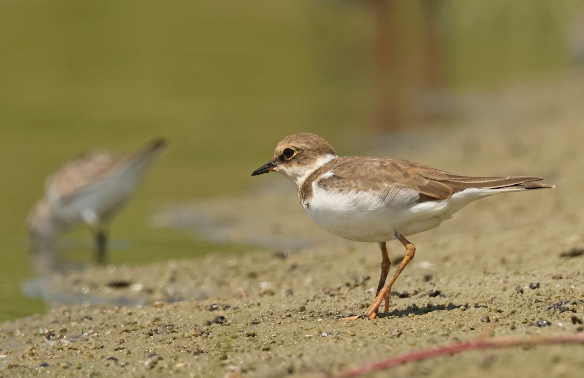 Little Ringed Plover - ML645574710