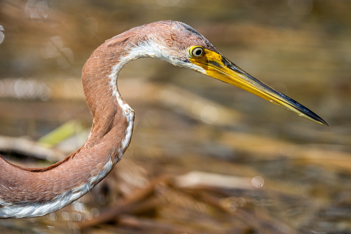Tricolored Heron - ML645574713