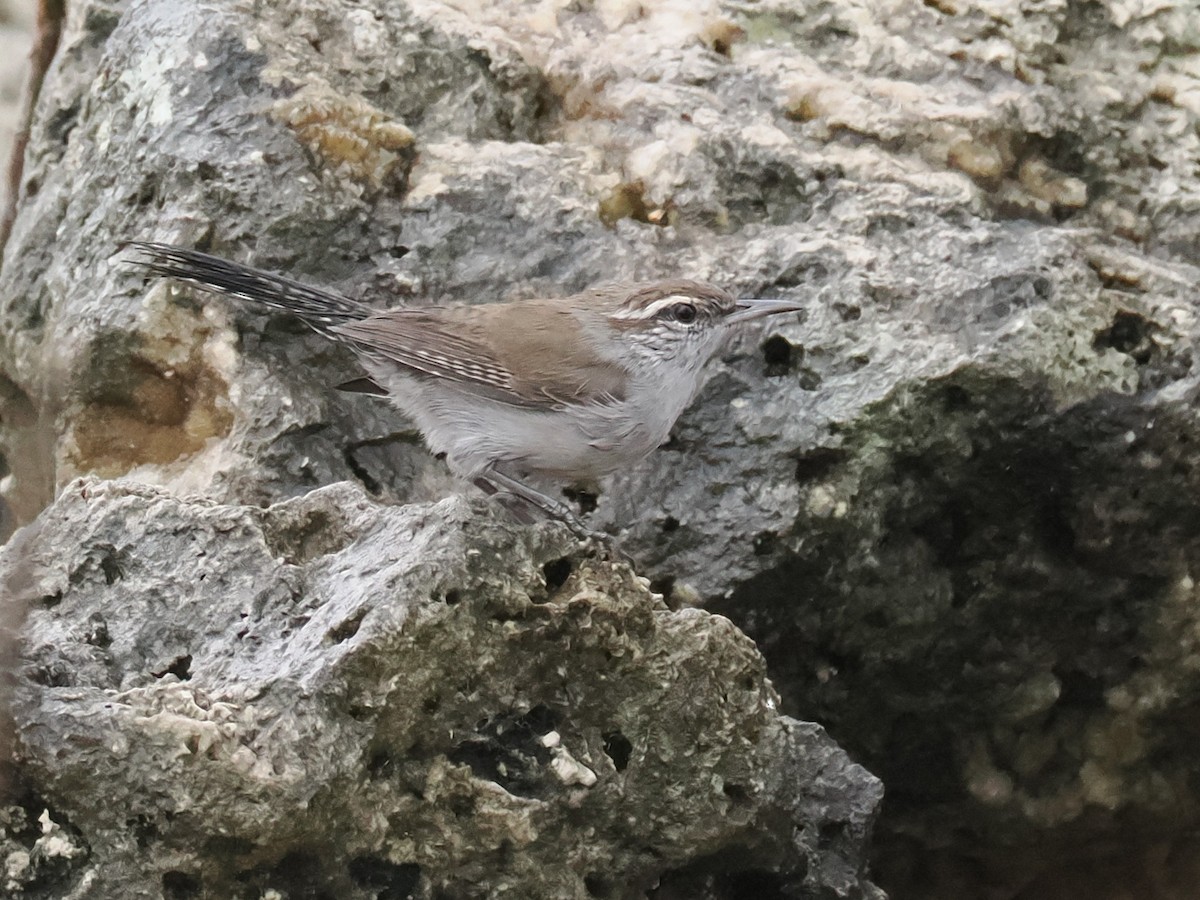 Bewick's Wren - ML645574715