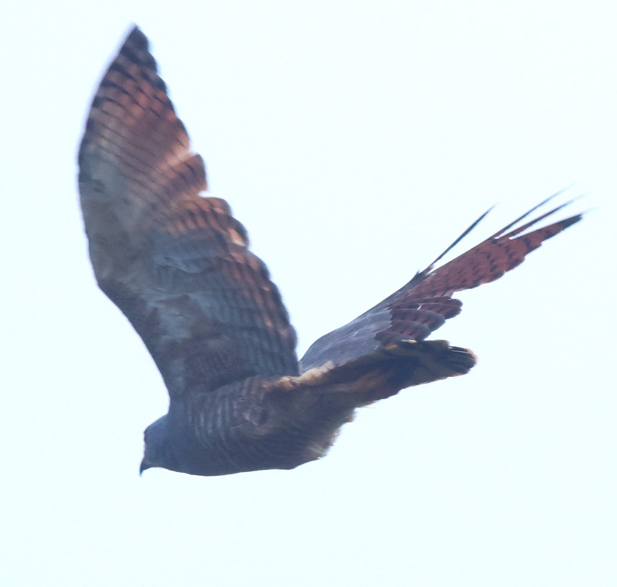 Roadside Hawk - ML645574716