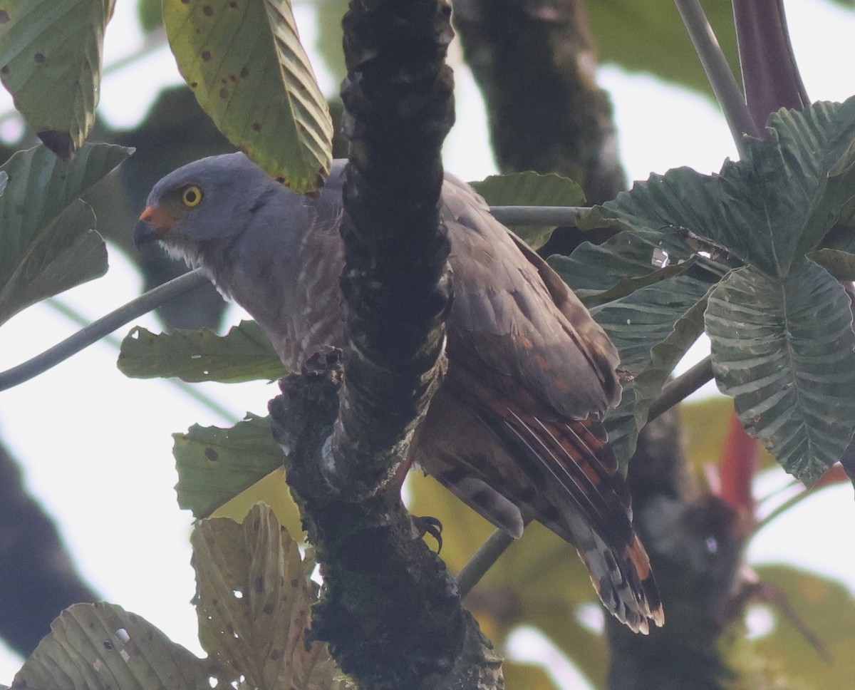 Roadside Hawk - ML645574718