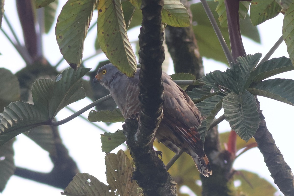 Roadside Hawk - ML645574719